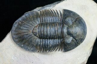Metascutellum Trilobite - Spectacular Example #11423