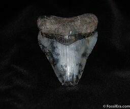 Inexpensive Inch Megalodon Tooth #137
