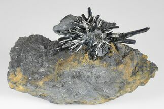 2.95" Lustrous, Metallic Stibnite Crystal Spray On Matrix - China - Crystal #175843