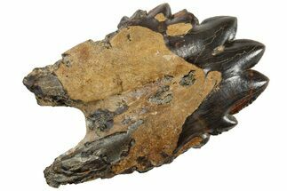 Rare, Fossil Basilosaurus Tooth - South Carolina #176133