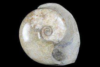 Polished, Ammonite (Euhoploceras) Fossil - Dorset, England #176351