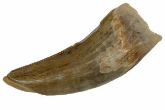 Serrated, Fossil Tyrannosaur Tooth - Hell Creek Formation, Montana #176373