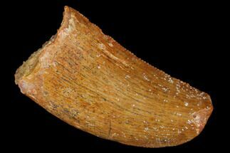 Juvenile Carcharodontosaurus Tooth - Feeding Worn Tip #176717