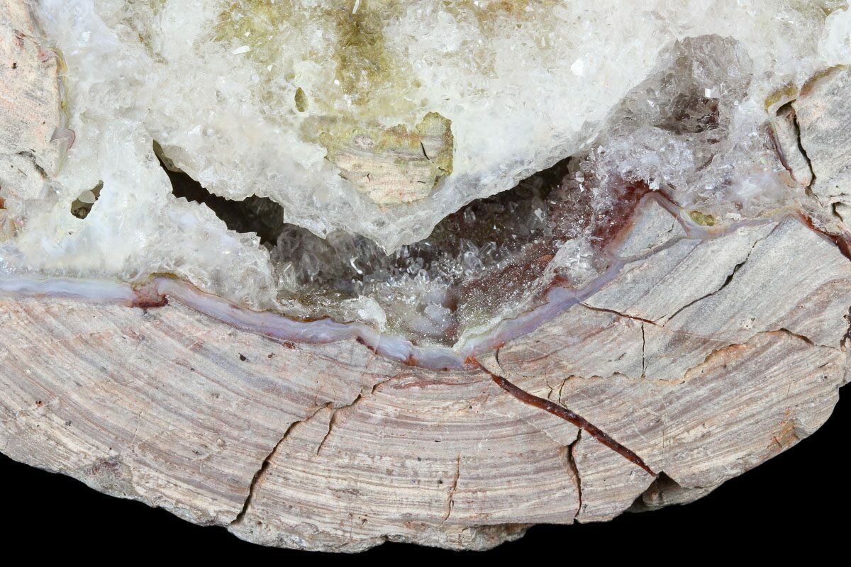 4.2" Crystal Filled Dugway Geode (Polished Half) Utah (176747) For