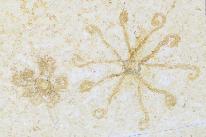 Floating Crinoid (Saccocoma) Fossils - Solnhofen Limestone (#176827 ...