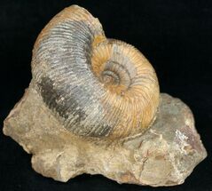 Buy Well Preserved 2.5" Stephanoceras Ammonite - #11488