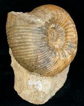 Well Preserved 2.8" Stephanoceras Ammonite For Sale, #11489