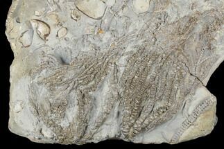 Plate of Crinoid (Pentacrinites) Fossils - North Whitby, England #177063