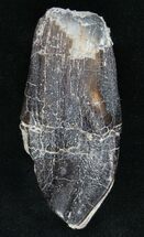 Large Partially Rooted Camarasaurus Tooth - Skull Creek #11573