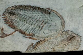 Lower Cambrian Trilobite (Longianda) - Issafen, Morocco #177334