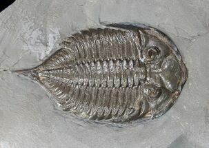 Dalmanites - Classic NY Trilobite #11455