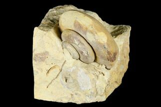 Ordovician Gastropod (Eotomaria) Fossil - Wisconsin #174385
