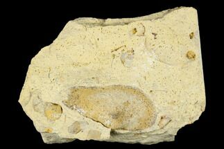 Ordovician Bivalve (Ctenodonta) Fossil - Wisconsin #174393
