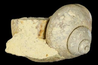 Ordovician Gastropod (Clathrospira) Fossil - Wisconsin #174379