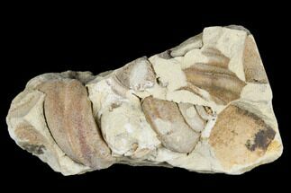 Ordovician Gastropod (Clathrospira) Fossil - Wisconsin #174398
