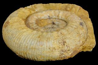 Jurassic Ammonite (Stephanoceras) Fossil - England #171261