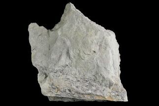 5.2" Fossil Lycopod Tree Root (Stigmaria) - Kentucky - Fossil #176788