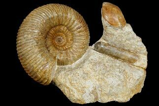 Jurassic Ammonite, Bivalve and Belemnite Association - France #177612