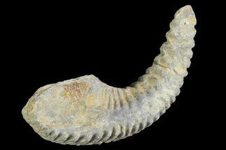 Cretaceous Fossil Oyster (Rastellum) - Madagascar #177690