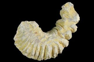 Cretaceous Fossil Oyster (Rastellum) - Madagascar #177697