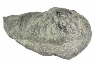 Fossil Whale Ear Bone - Miocene #177815