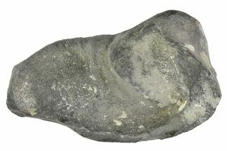 Fossil Whale Ear Bone - Miocene #177819