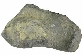 Fossil Whale Ear Bone - Miocene #177828