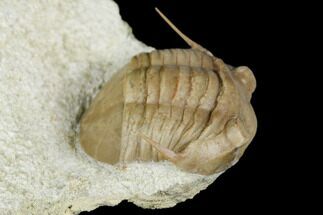 Diminutive Asaphus Platyurus Aculeatus Trilobite - Russia #178244