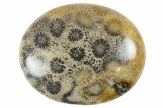 Fossil Coral Pocket Stones From Indonesia - 1.9" Size - Fossil #178482