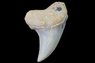 1.38" Fossil Shark Tooth (Carcharodon planus) - Bakersfield, CA - Fossil #178288