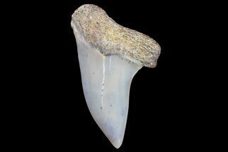 1.32" Fossil Shark Tooth (Carcharodon planus) - Bakersfield, CA - Fossil #178298