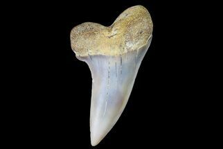 1.45" Fossil Shark Tooth (Carcharodon planus) - Bakersfield, CA - Fossil #178299