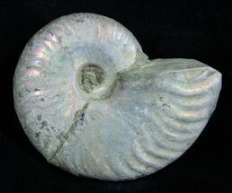 Inch Silver Iridescent Ammonite - Madagascar #1965