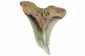 Serrated, Fossil Shark (Hemipristis) Tooth #178625