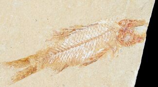 Armigatus Fossil Fish - Lebanon #11494