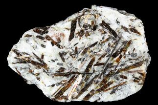 Golden-Brown, Radiating Astrophyllite - Kola Peninsula, Russia #179163