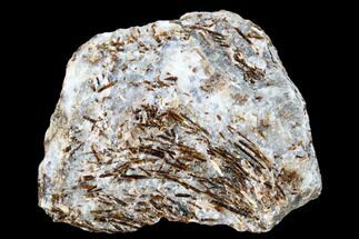2.8" Golden-Brown, Radiating Astrophyllite - Kola Peninsula, Russia - Crystal #179177
