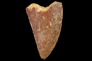 Serrated, Partial Raptor Tooth - Real Dinosaur Tooth #179551