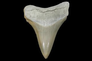 Serrated, Fossil Megalodon Tooth - Aurora, North Carolina #179786