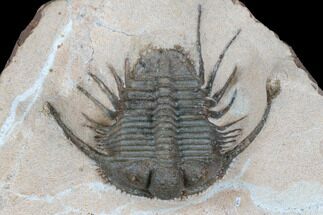 Spiny Cyphaspides Trilobite - Jorf, Morocco #179896
