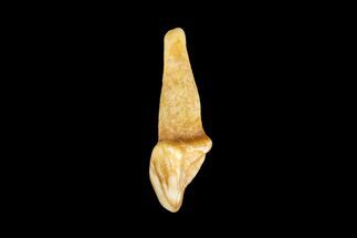 Eocene Primate (Necrolemur) Rooted Tooth Fossil - France #179982