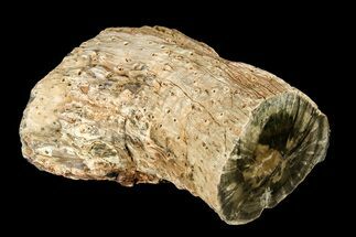 Triassic Woodworthia Petrified Log - Zimbabwe #180238