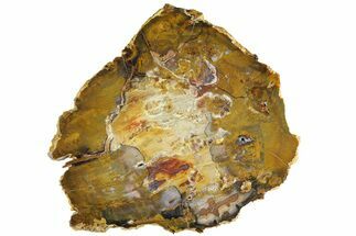 8.5" Colorful, Hubbard Basin Petrified Wood Slab - Nevada - Fossil #180228