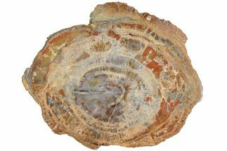 Polished Petrified Wood (Araucaria) Round - Arizona #180235