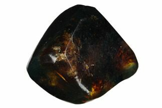 1.1" Polished Chiapas Amber (11 grams) - Mexico - Fossil #180407