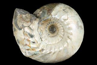 Iridescent Ammonite (Cadoceras) Fossil - Micailov, Russia #180802