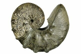 Iridescent Ammonite (Jeletzkytes) Fossil - South Dakota #180804