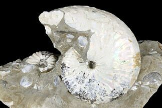 Iridescent Ammonite (Discoscaphites) - South Dakota #180845