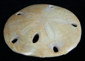 Fossil Sand Dollar From Baja Mexico - Pliocene #1984