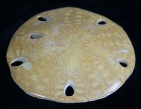 Fossil Sand Dollar From Baja Mexico - Piocene #1985